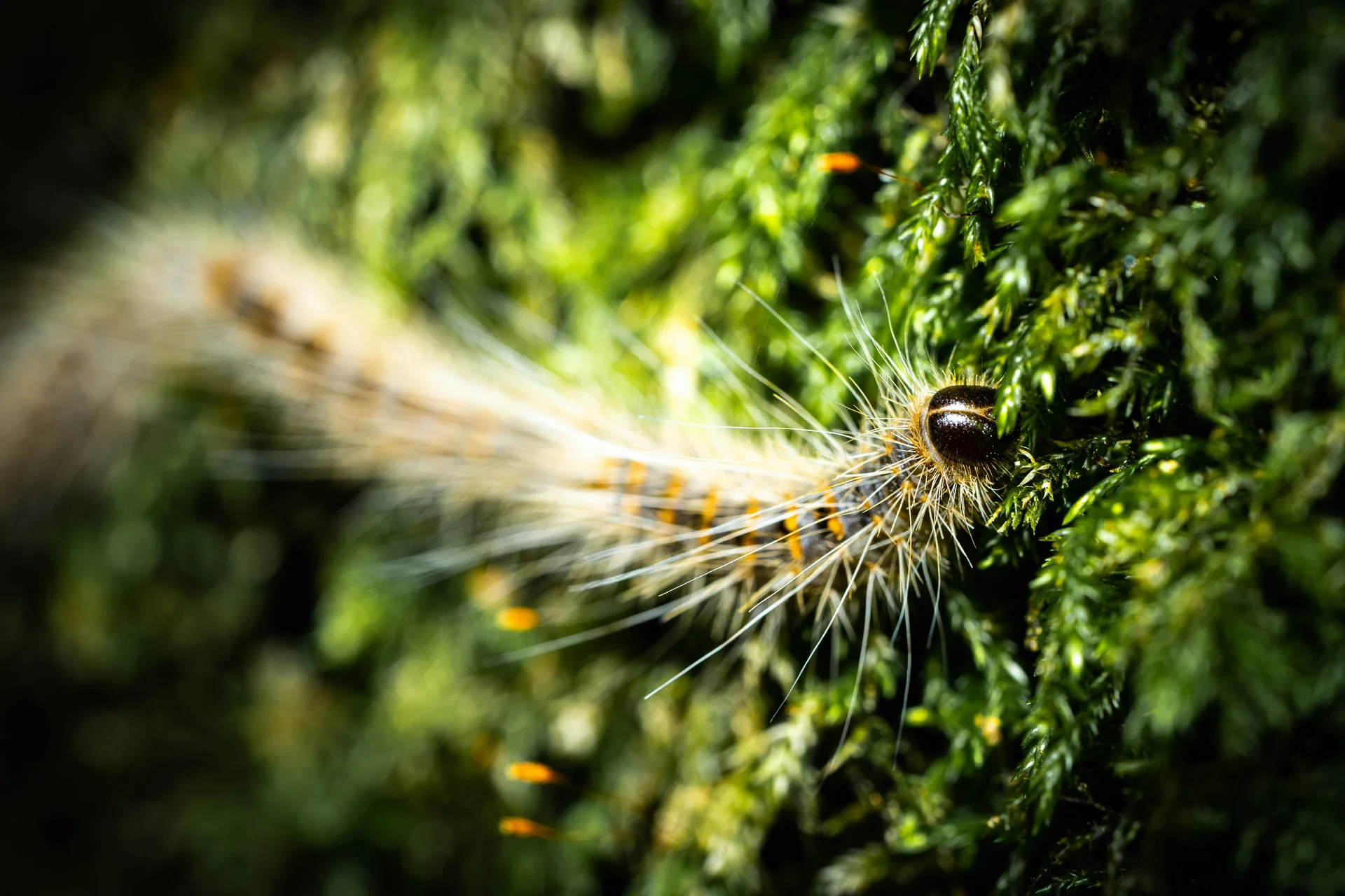 Vue de Gretz-Armainvilliers